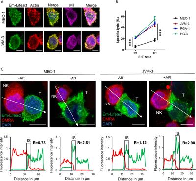 Intrinsic Resistance of Chronic Lymphocytic Leukemia Cells to NK Cell-Mediated Lysis Can Be Overcome In Vitro by Pharmacological Inhibition of Cdc42-Induced Actin Cytoskeleton Remodeling